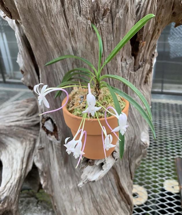 Neofinetia falcata 'Tougen’ 桃源