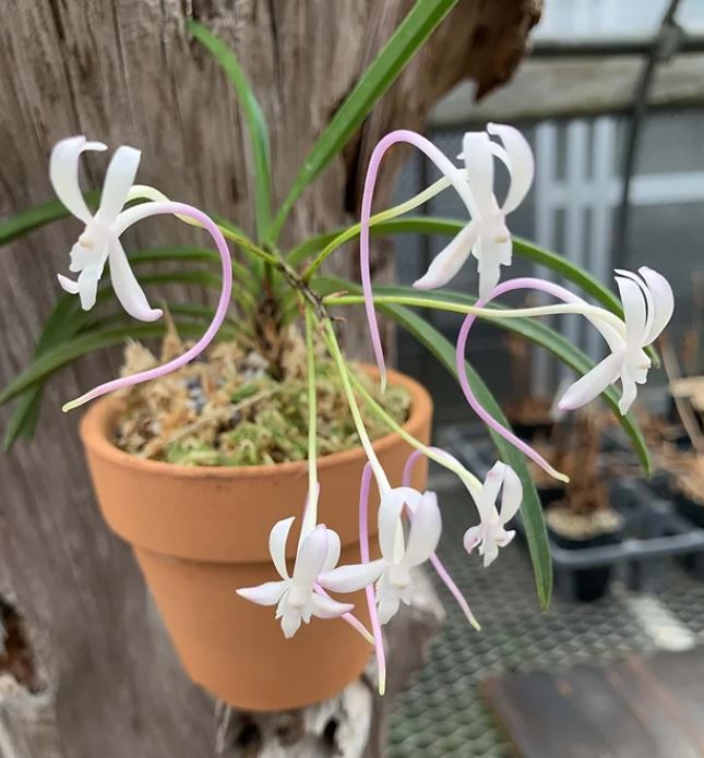 Neofinetia falcata 'Tougen’ 桃源