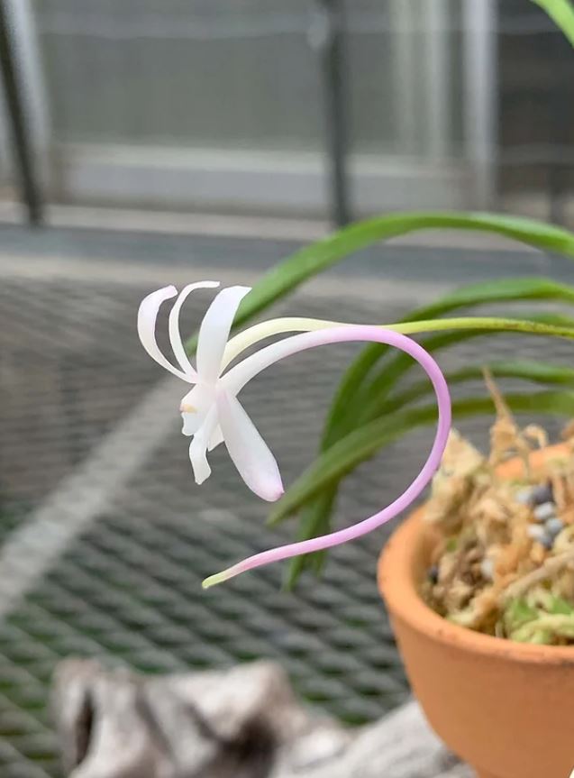 Neofinetia falcata 'Tougen’ 桃源