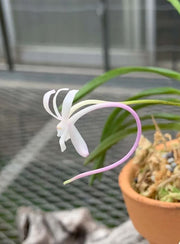 Neofinetia falcata 'Tougen' 桃源