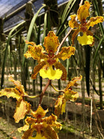 Load image into Gallery viewer, Trichocentrum Lillian Oka &#39;Jairak&#39;
