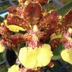 Carica l&#39;immagine nel visualizzatore Galleria, Trichocentrum Kuquat (Trichocentrum splendidum × Trichocentrum Haematochilum)
