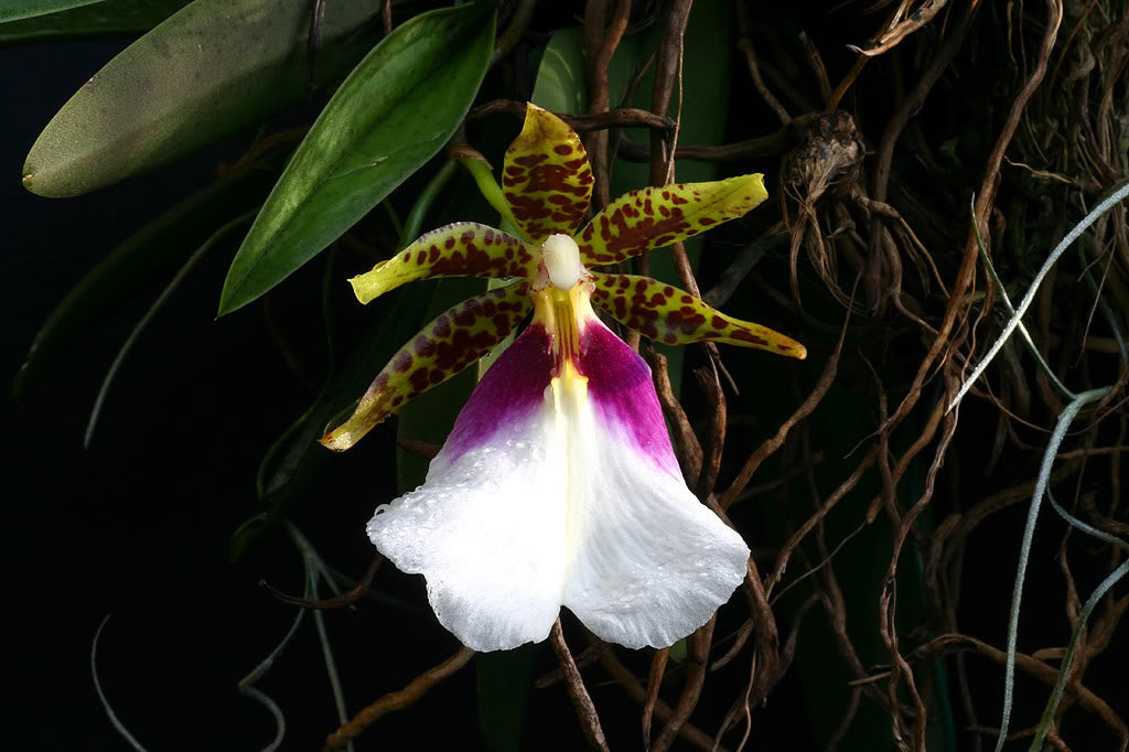 Trichocentrum tigrinum