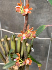Trichoglottis amesiana