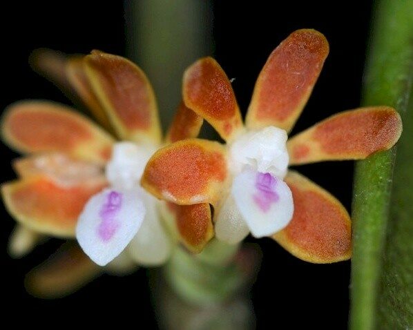 Trichoglottis amesiana