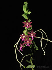 Trichoglottis brachiata 4N