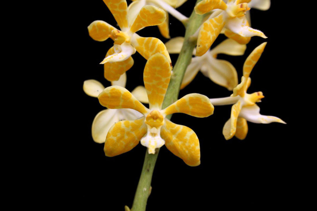 Trichoglottis ionosma var. flava