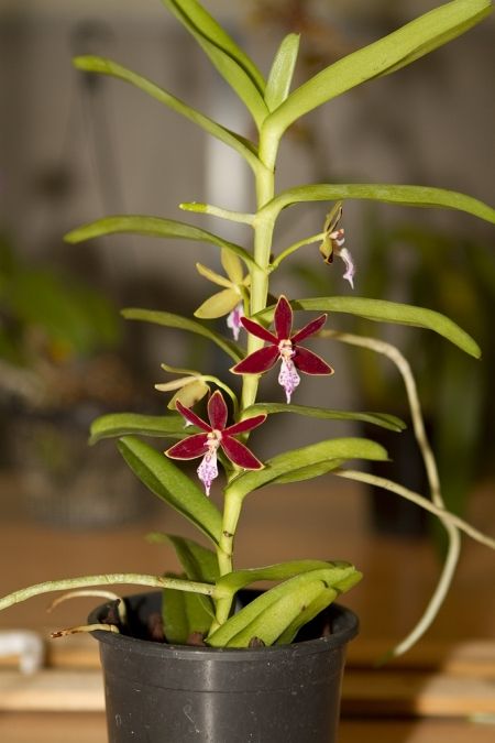 Trichoglottis philippinensis