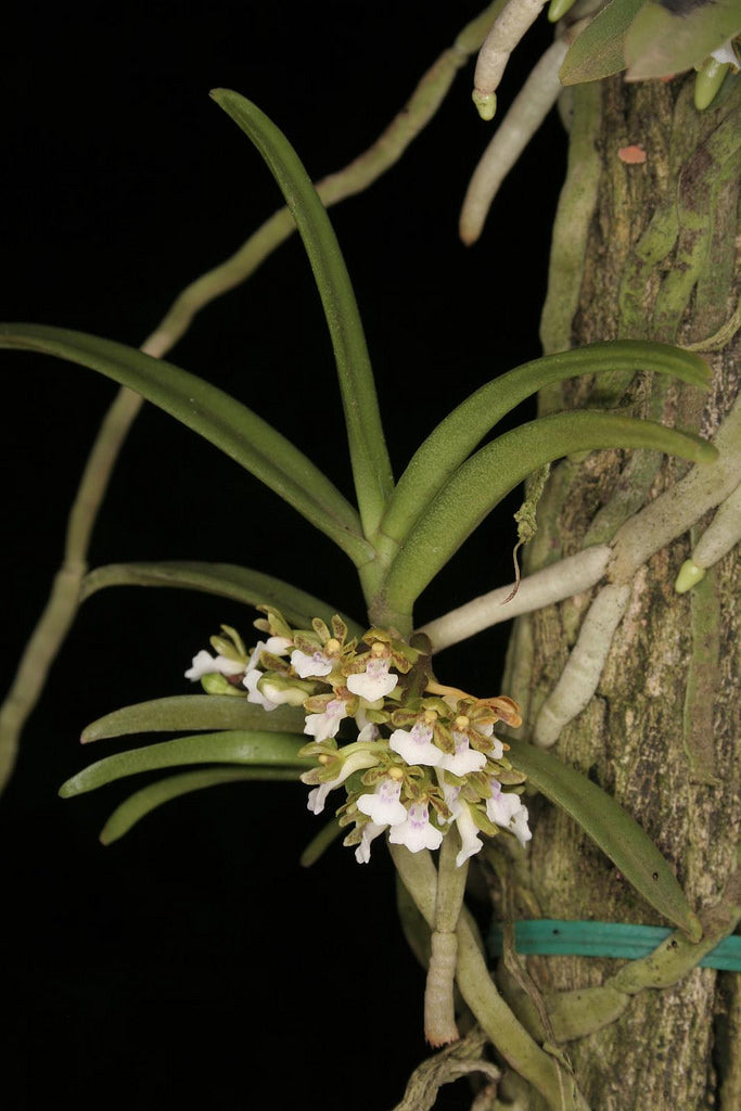 Trichoglottis triflora