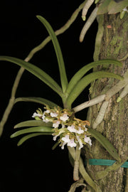 Trichoglottis triflora