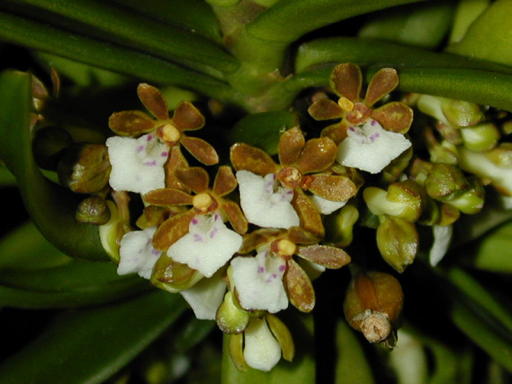 Trichoglottis triflora