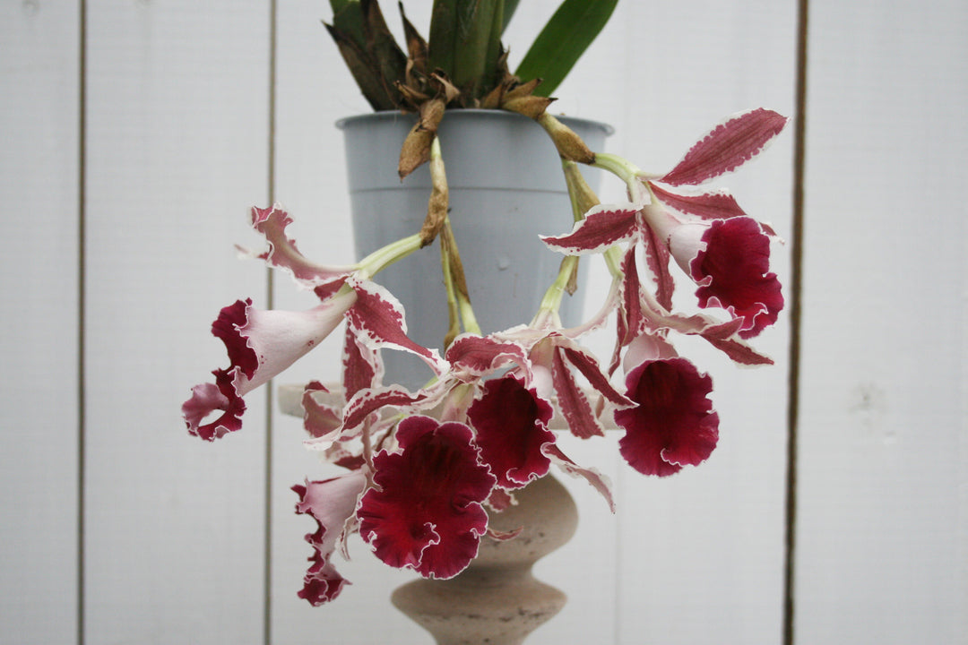 Trichopilia coccinea