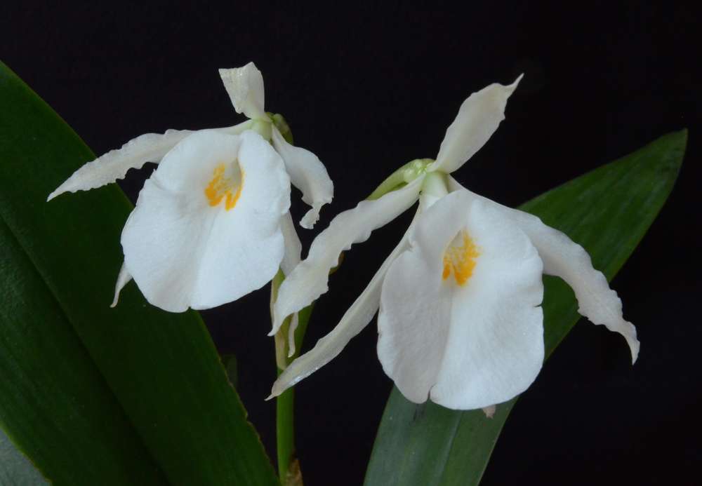 Trichopilia fragrans