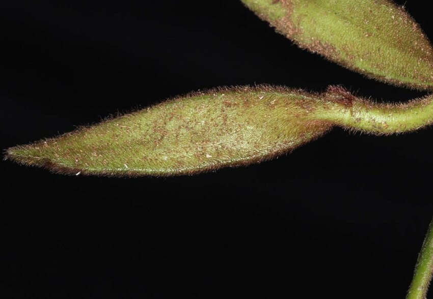 Trichotosia velutina