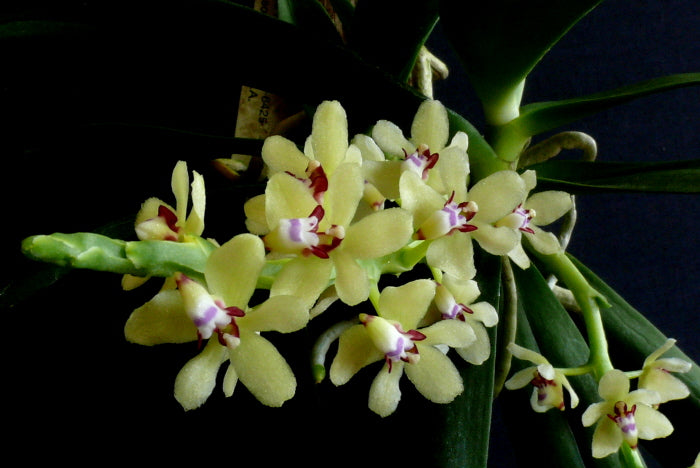 Tuberolabium kotoense