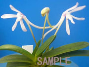 Neofinetia falcata 'Unkai' 운해雲海