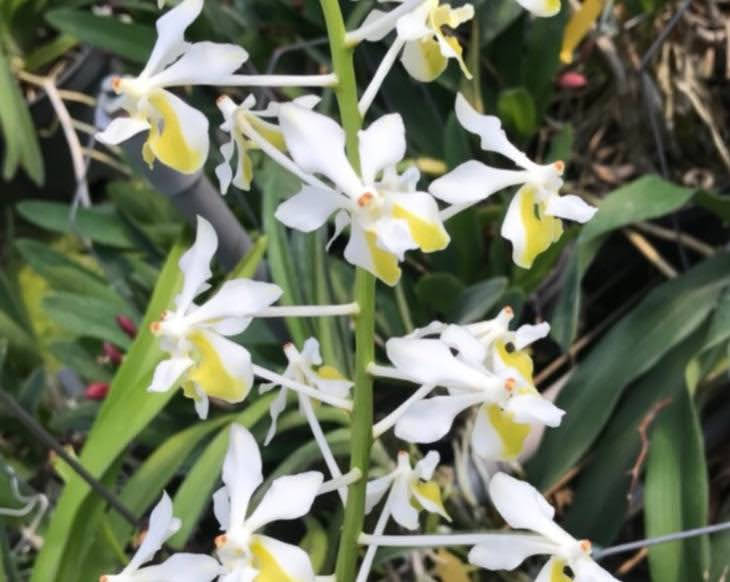 Vanda lamellata v. boxallii f. alba