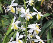 Vanda lamellata v. boxallii f. sunrise