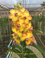 Carica l&#39;immagine nel visualizzatore Galleria, Vandachostylis Ploenpit Prize (Vanda Mem. Thienchai x Rhy. gigantea)
