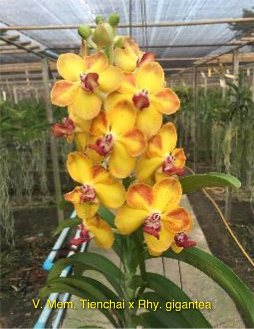 Vandachostylis Ploenpit Prize (Vanda Mem. Thienchai x Rhy. gigantea)