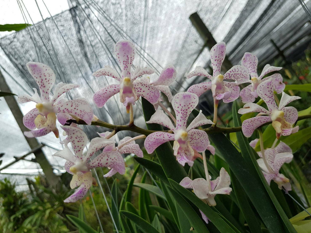 Vanda Tricolor x Vanda luzonica x Vanda coerulea