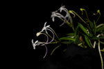 Load image into Gallery viewer, Neofinetia falcata 'Sasumaru' 佐須丸