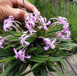 Carica l&#39;immagine nel visualizzatore Galleria, Vanda falcata x Vanda Charm &#39;Fujihime 藤姫&#39;
