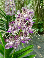 Carica l&#39;immagine nel visualizzatore Galleria, Vanda V. ( lamellata x brunea) x V. Mimi Palmer
