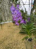 Load image into Gallery viewer, Vanda MV Tannins
