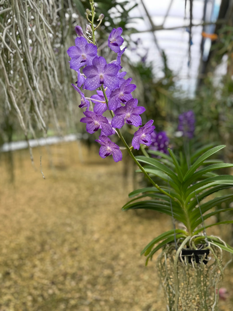 Vanda MV Tannins