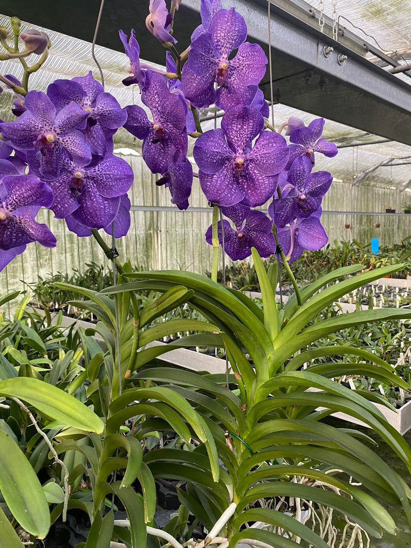 Vanda Banjong Sky Blue