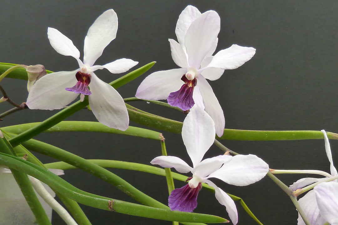 Holcoglossum wangii x Vanda 'Bayrisch Blau'
