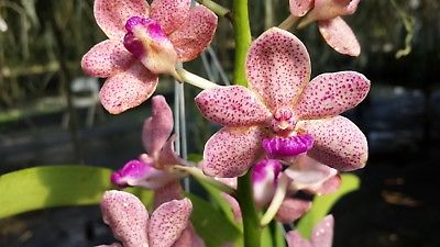 Vandachostylis colmarie x Rhy. gigantea
