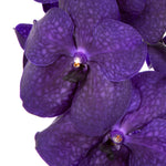 Load image into Gallery viewer, Vanda Deep Blue
