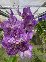 Carica l&#39;immagine nel visualizzatore Galleria, Vanda Deep Purple Spots
