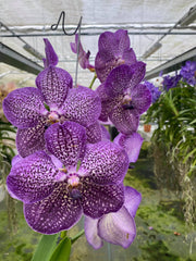 Vanda Deep Purple Spots