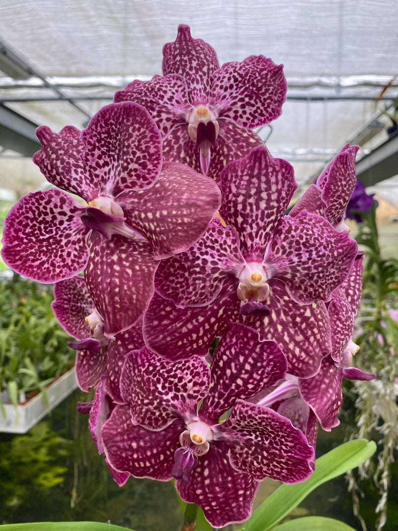 Vanda Deep Red = Ruby Love