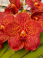 Carica l&#39;immagine nel visualizzatore Galleria, Vanda Fire Red
