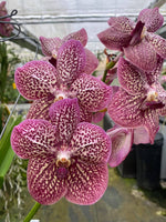 Carica l&#39;immagine nel visualizzatore Galleria, Vanda French Rose Spot
