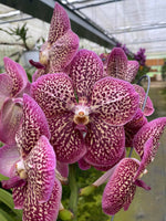 Carica l&#39;immagine nel visualizzatore Galleria, Vanda French Rose Spot
