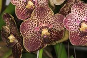 Vanda Gordon Dillon 'lea' x asco suk sumran