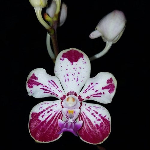 Vanda Kultana Fragrance x V. luzonica