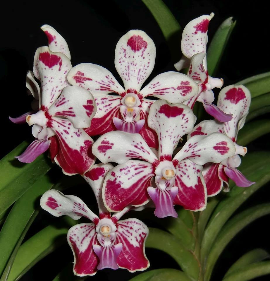 Vanda Kultana Fragrance x V. luzonica