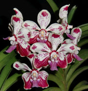 Vanda Kultana Fragrance x V. luzonica