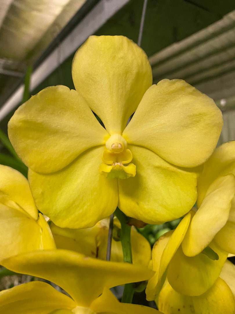 Vanda Magic Lemon