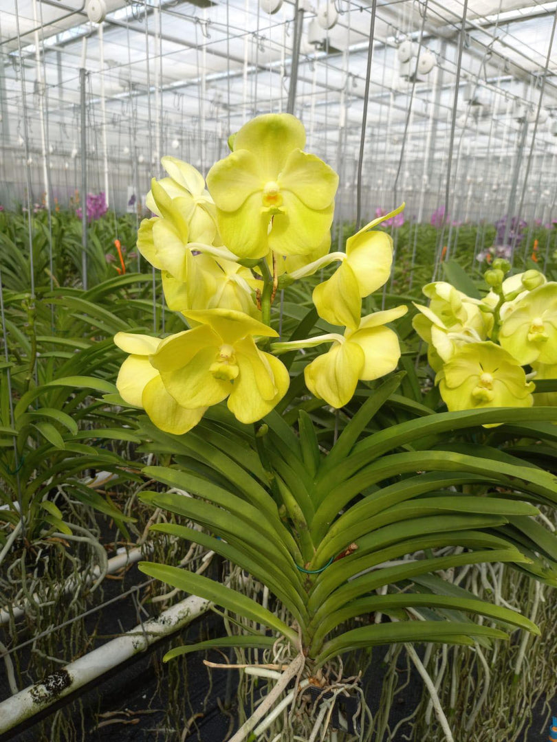 Vanda Magic Lemon