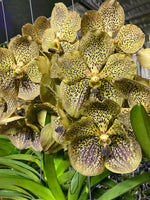 Carica l&#39;immagine nel visualizzatore Galleria, Vanda Maroon Spot
