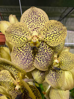 Carica l&#39;immagine nel visualizzatore Galleria, Vanda Maroon Spot
