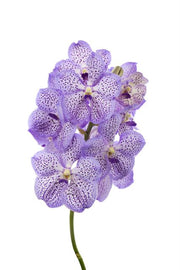 Vanda Mauve Spot