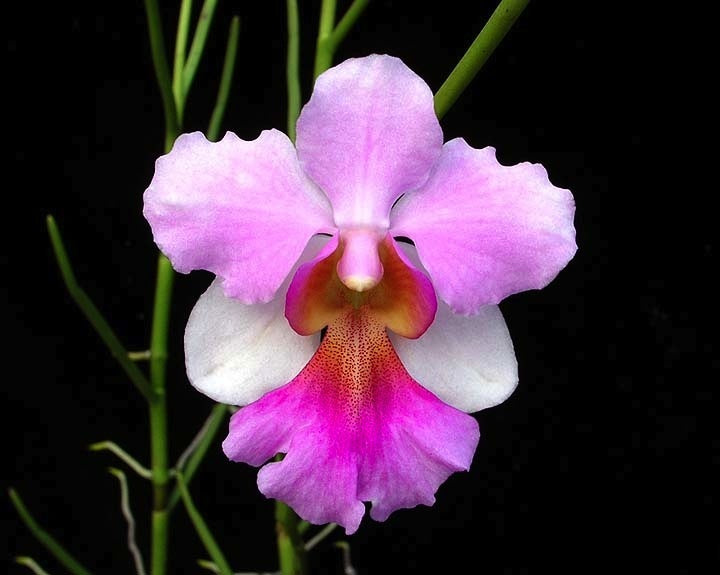 Vanda Miss Joaquim